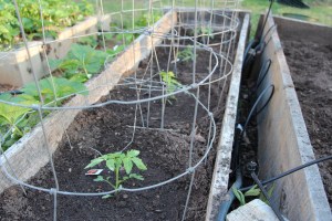Tomato Plants